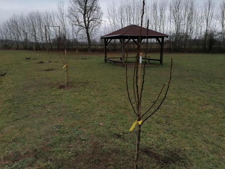 zasadené stromčeky